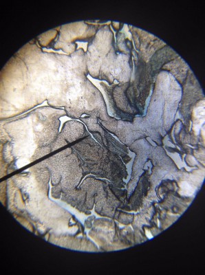 Cultivation, Isolation and Microscopy (2015)