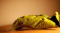 /album/photo-gallery-art-fun/leaf3-jpg/